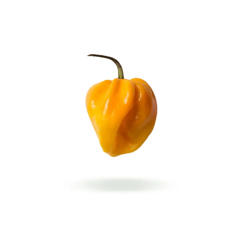 Habanero yellow seeds