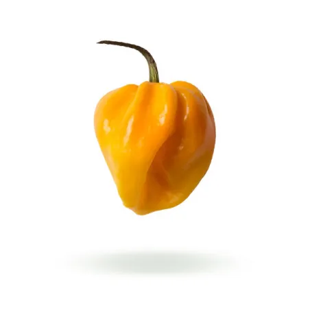 Habanero yellow seeds