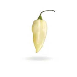 Bhut Jolokia White semínka