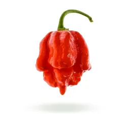 Trinidad Moruga Scorpion semínka