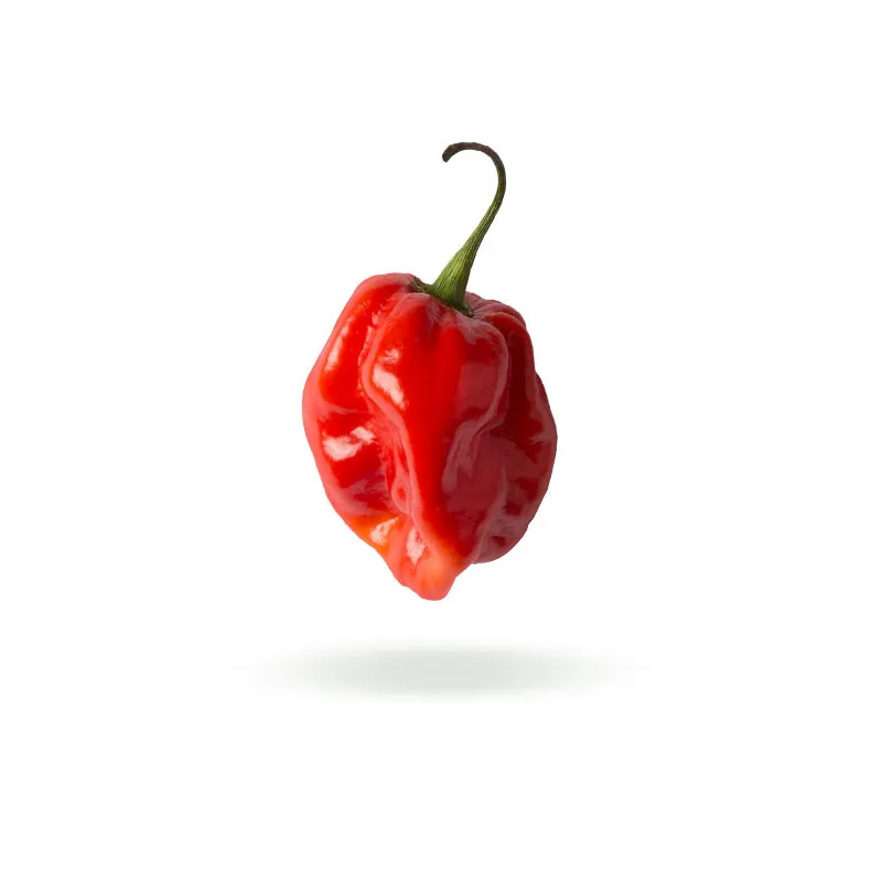 Bhut Jolokia semínka