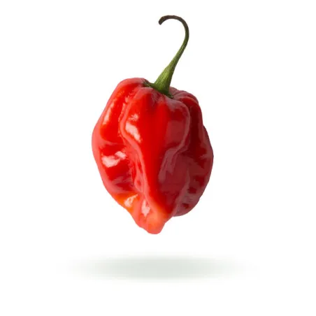 Bhut Jolokia semínka