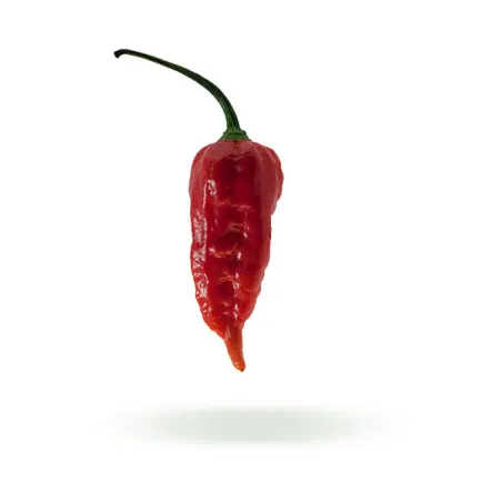 Naga Morich semena