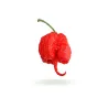 Carolina Reaper seeds